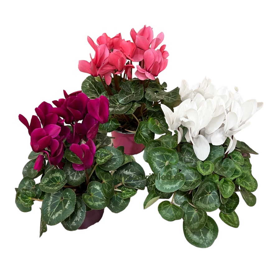 Cyclamen potis PL-5