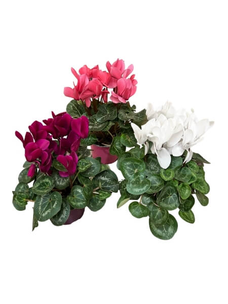 Cyclamen potis PL-5