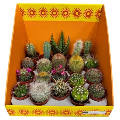 Кактус в горшке «PL-9»