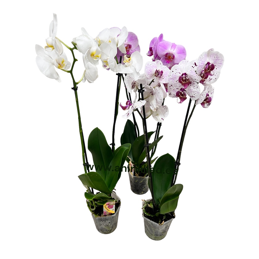 Phalaenopsis potis