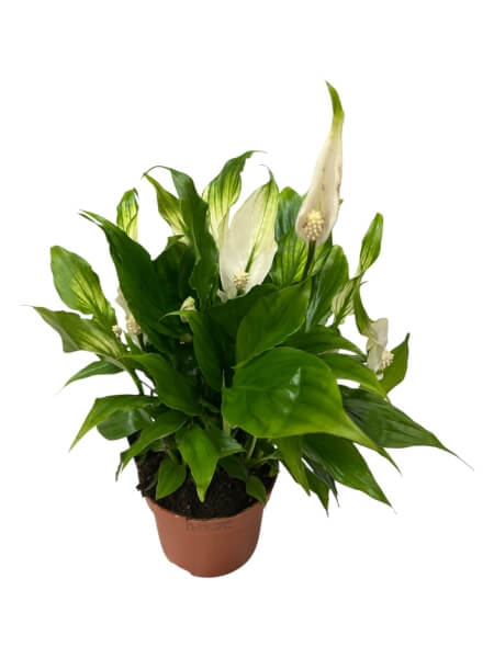 Spathiphyllum potis
