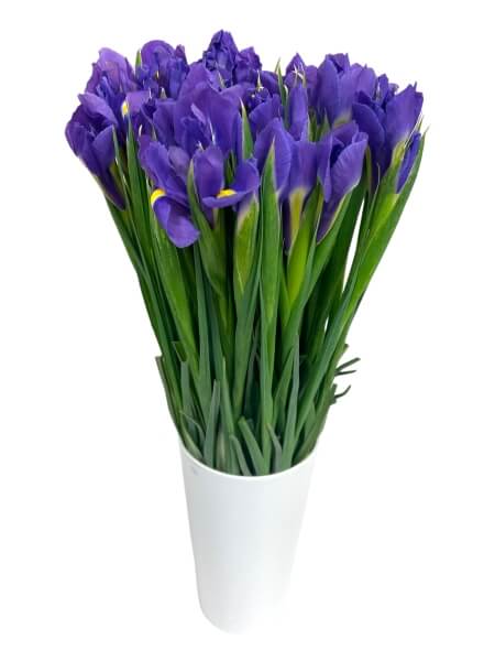 Iiris