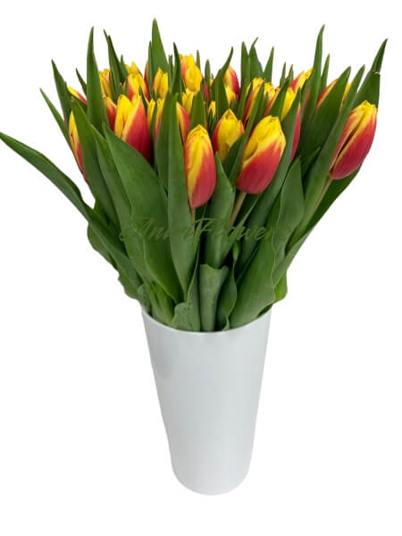 Тюльпаны Citroën