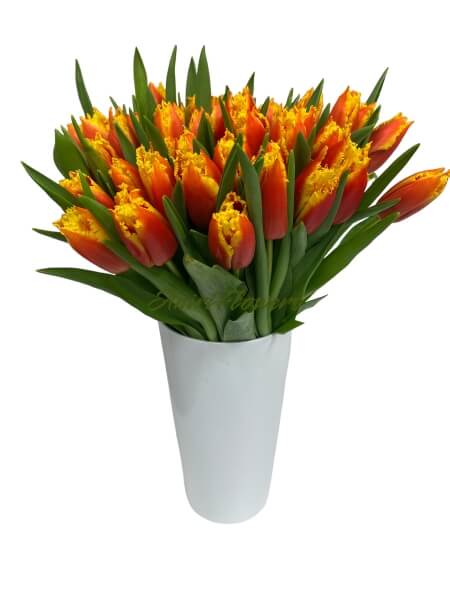 Tulp Davenport