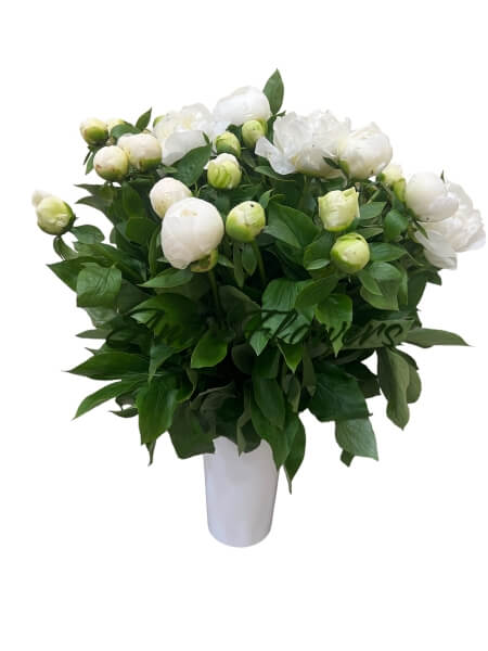Piones white