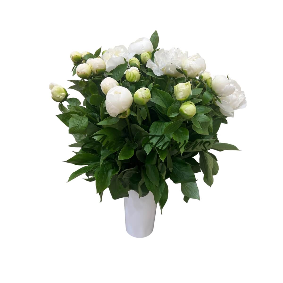 Piones white