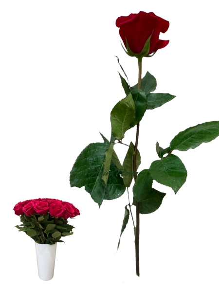 Ecuadori roos Gotcha