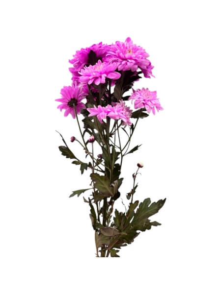 Chrysanthemum pink