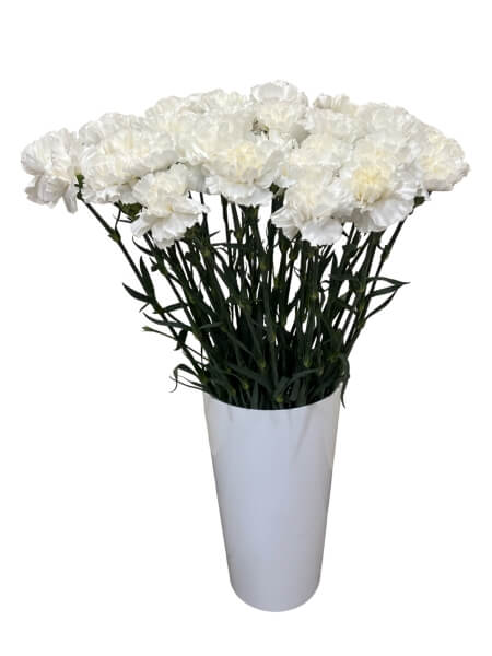 Гвоздика белая