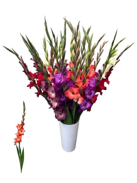 Гладиолусы