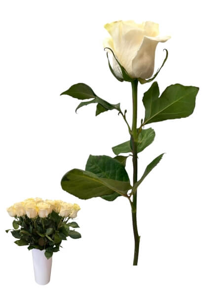 Ecuadori roos Mondial