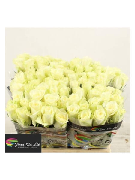 Роза  Athena 40 cm