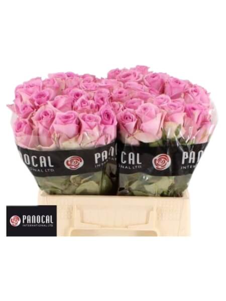 Роза Charize 40 cm