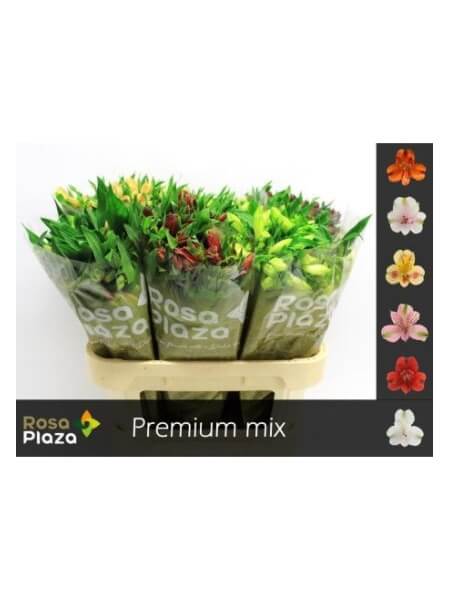 Альстромерия IN FUST (75)