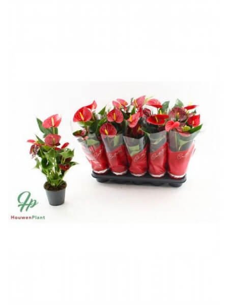 ANTHU AN SUCCESS RED