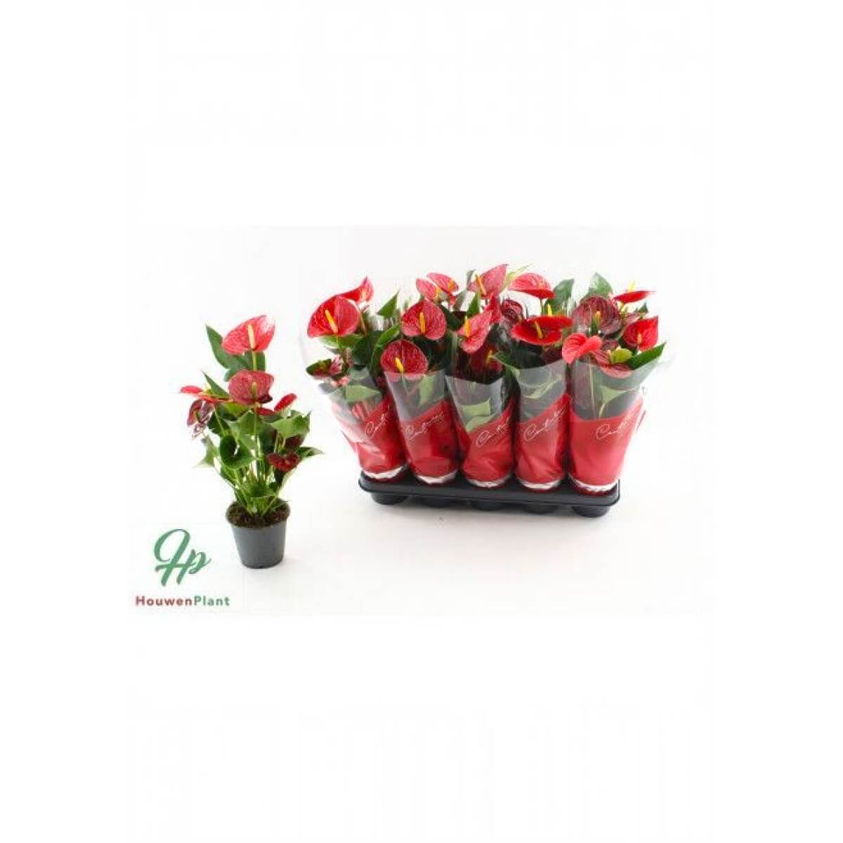 ANTHU AN SUCCESS RED