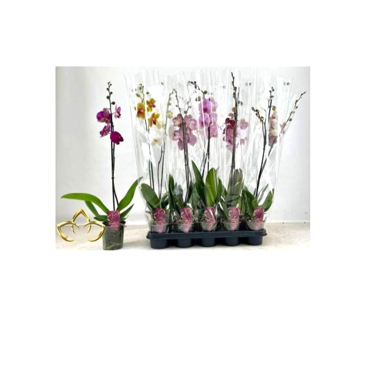 PHAL GEM (75)