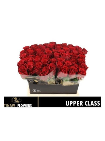 R GR UPPER CLASS (40)