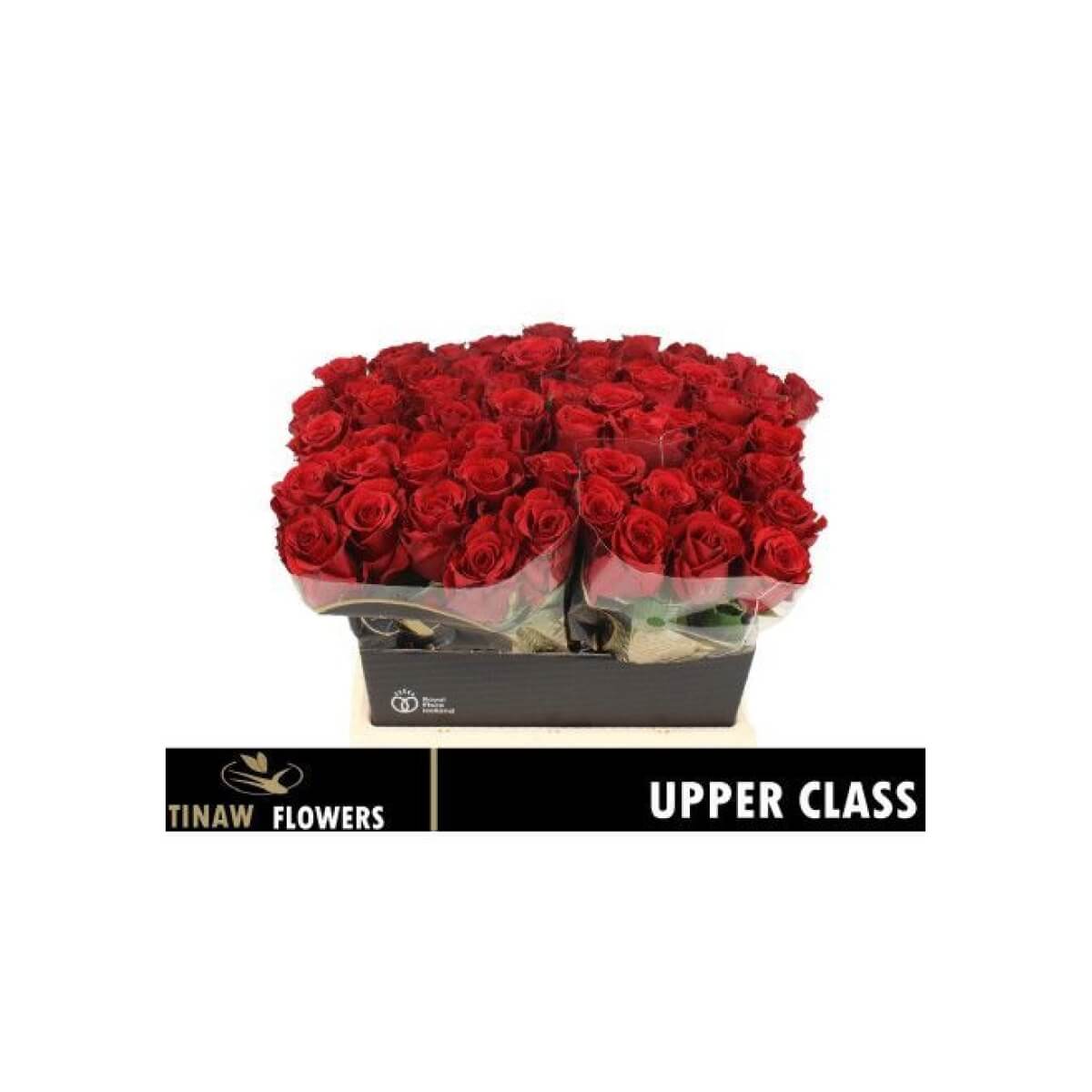 R GR UPPER CLASS (40)
