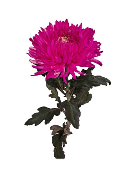 Krüsanteem suureõieline sinine