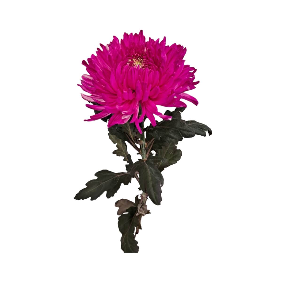 Krüsanteem suureõieline sinine