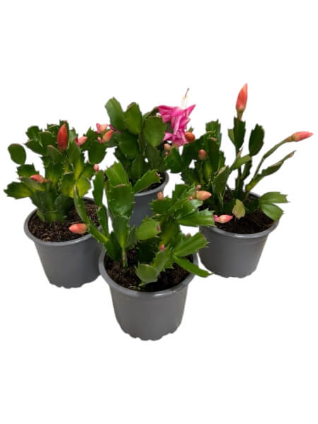 Christmas Cactus Schlumberger in a pot