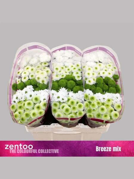 Chrysanthemum  S Breeze Mix