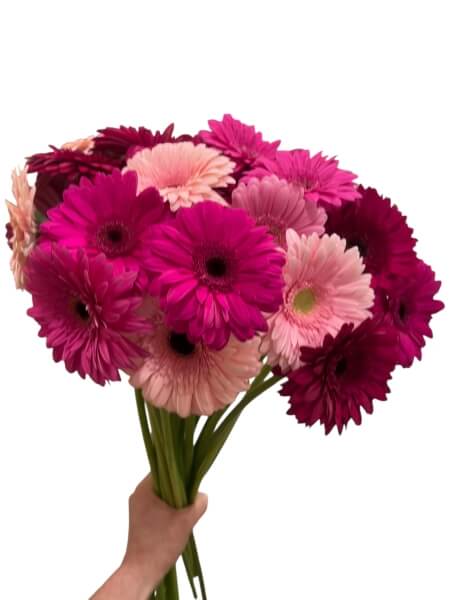Gerbera kimp