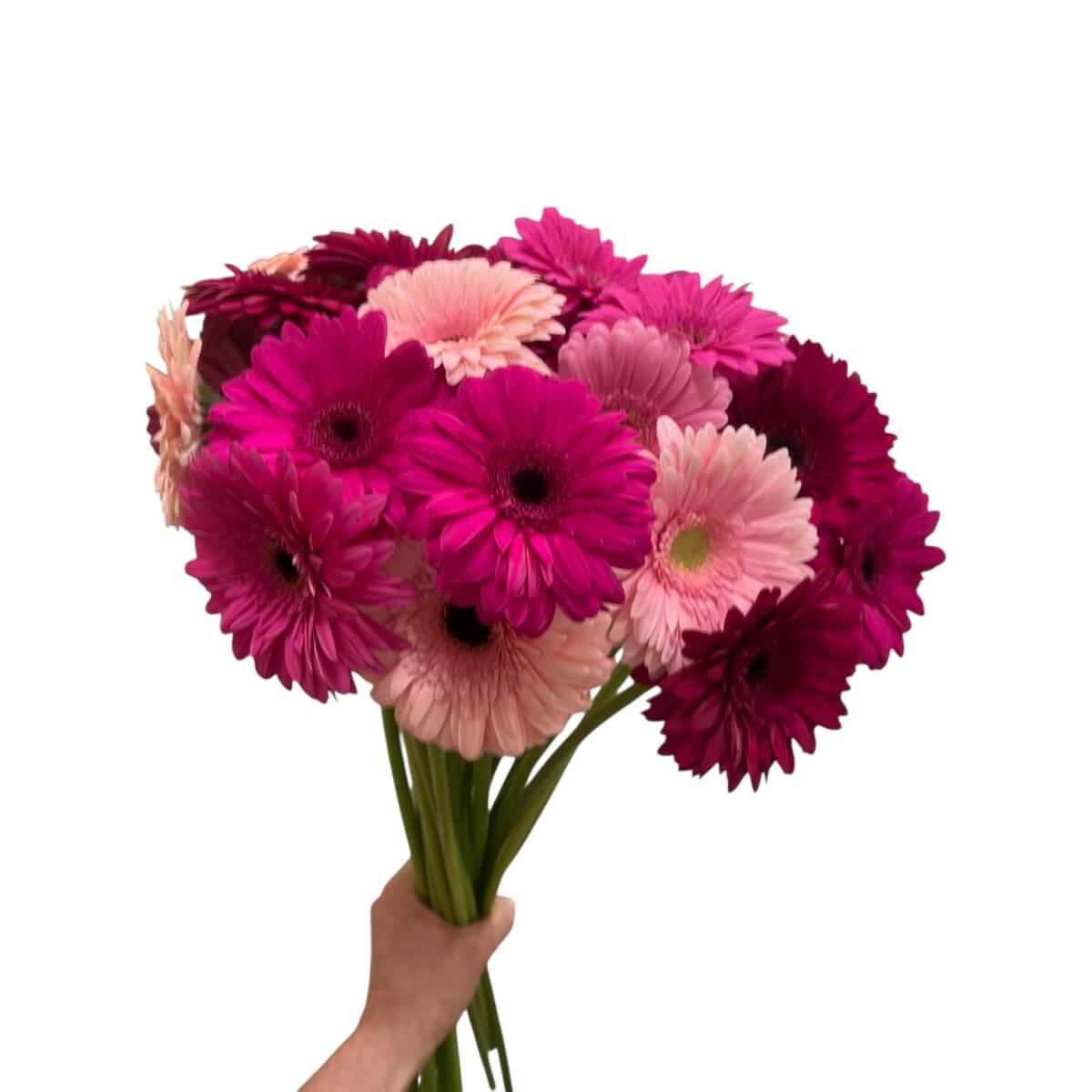Gerbera kimp