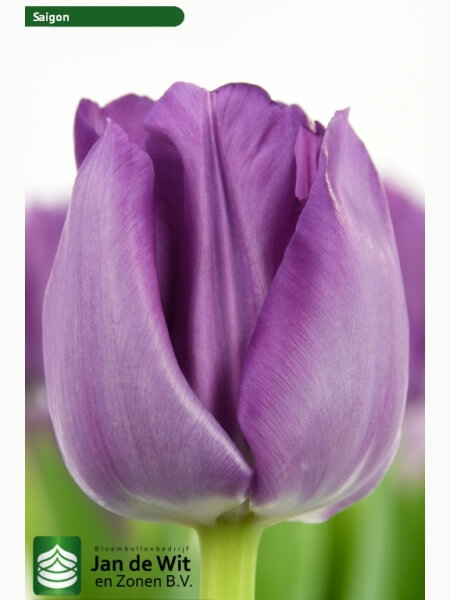 Tulp Saigon Double