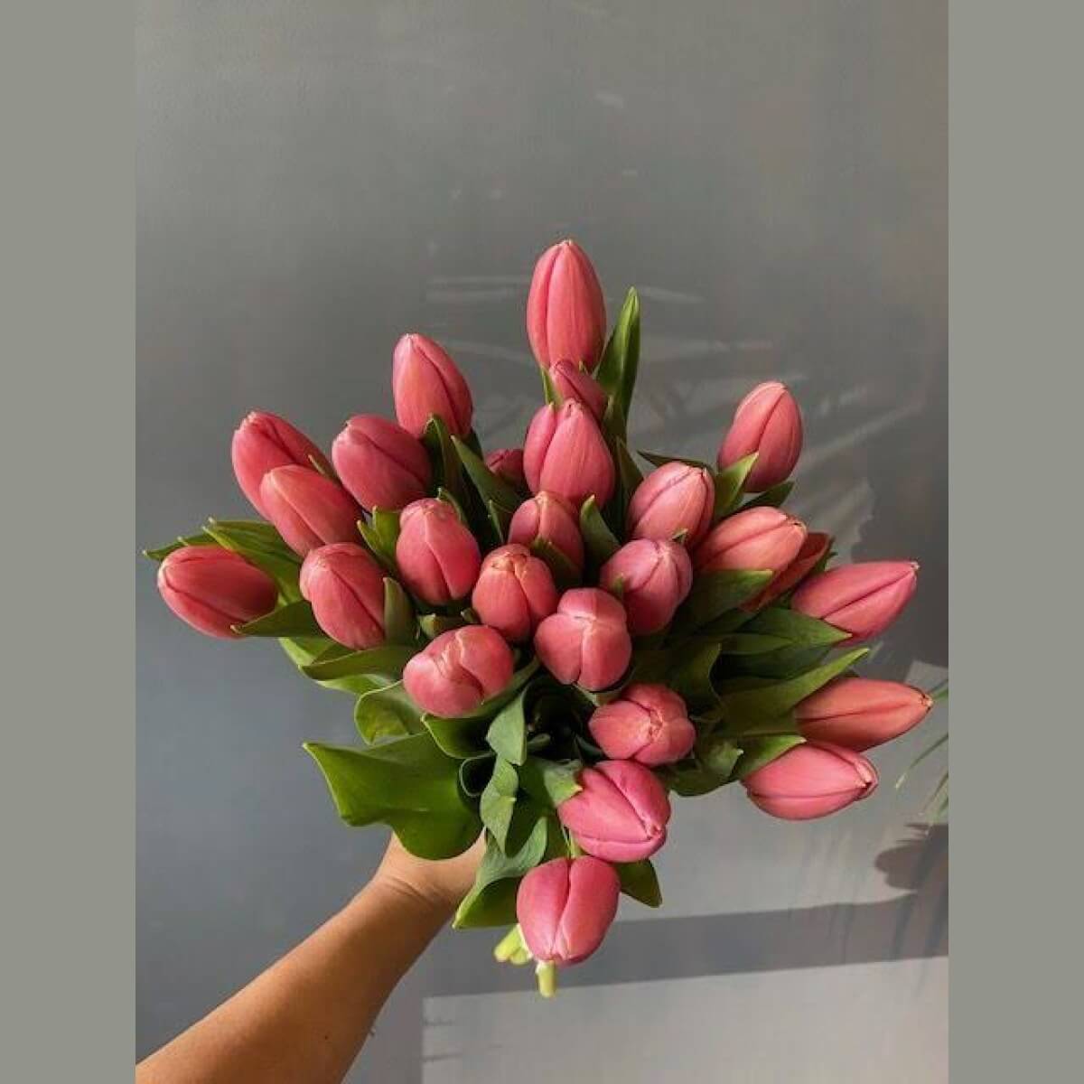 Tulp Ace pink