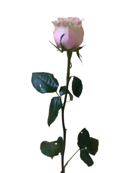 Roos Frutetto Ecuador