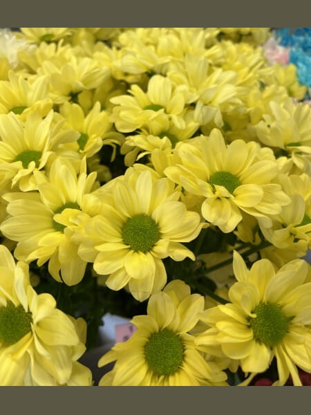 Krüsanteemi oks kreem