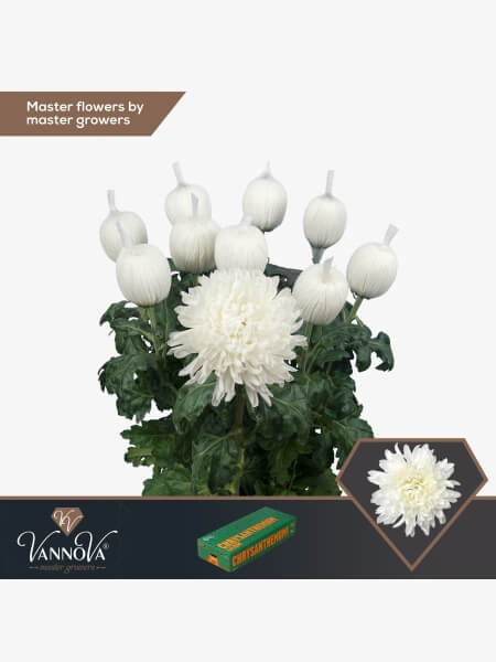 Krüsanteem suureõieline Antonov