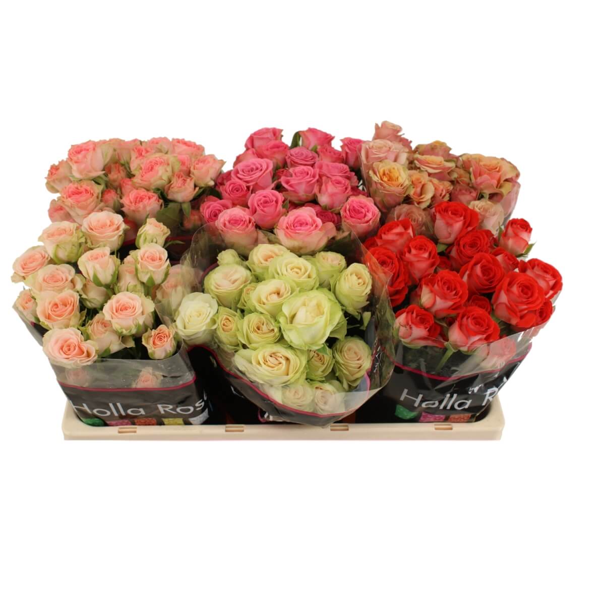 Кустовая роза 70 cm эквадор