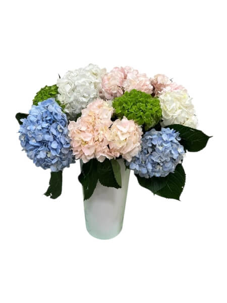 Hydrangea  mix