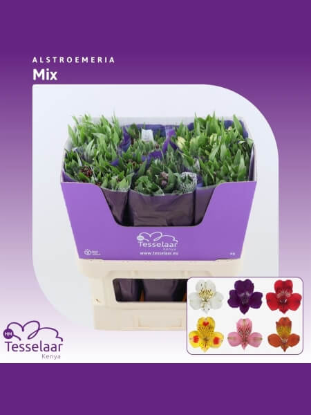 Alstromeeria  mix