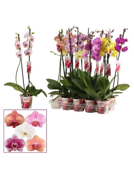 Phal Gem 6 Kl 2 steam