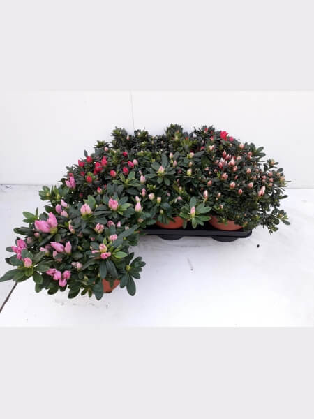 Rhodo Si Gem