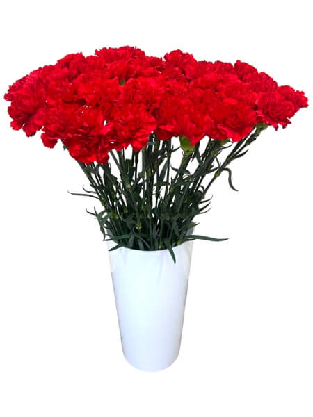 Carnations  red