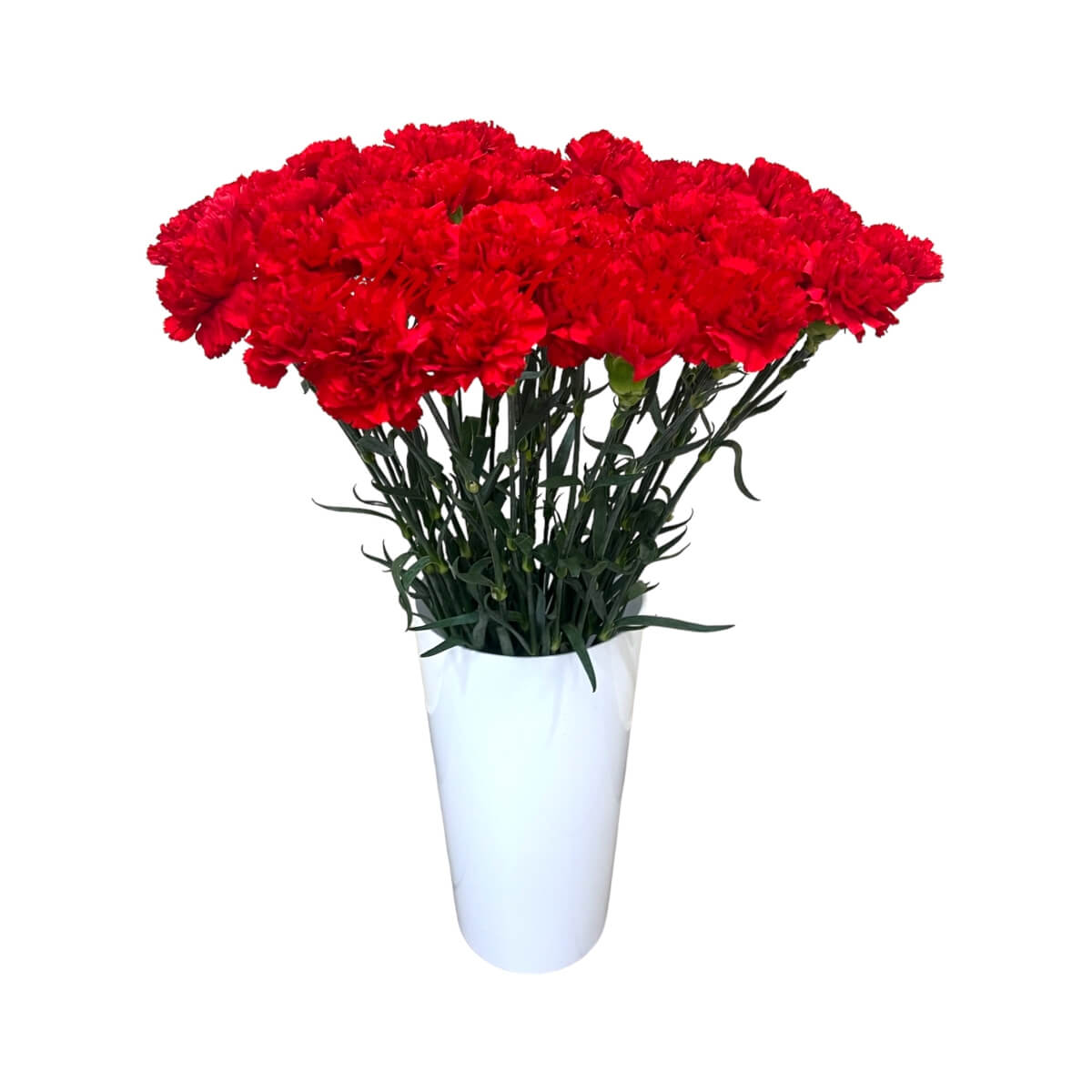 Carnations  red