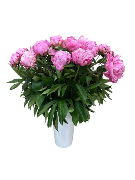 Paeonia