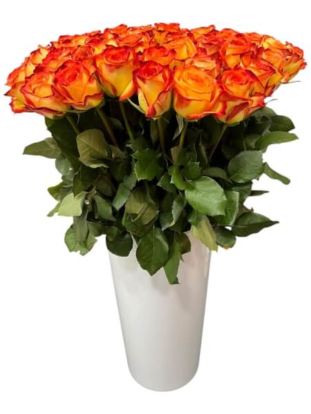 Rose Firefox 60 cm