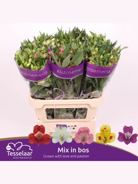 Alstr Gem In Bos 75 cm