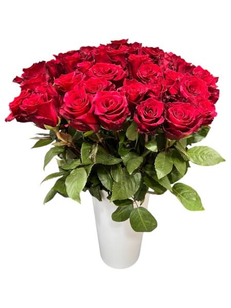 Rose Red Panter 60 cm Ecuador