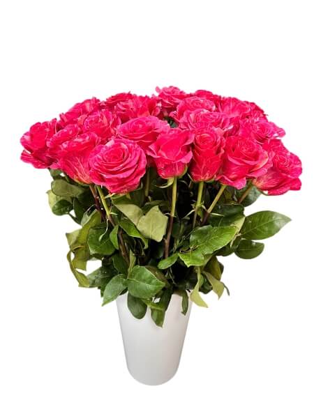Rose Pandora 60 cm Ecuador