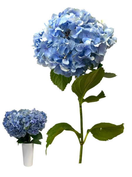 Hydrangea blue 60 -80 cm