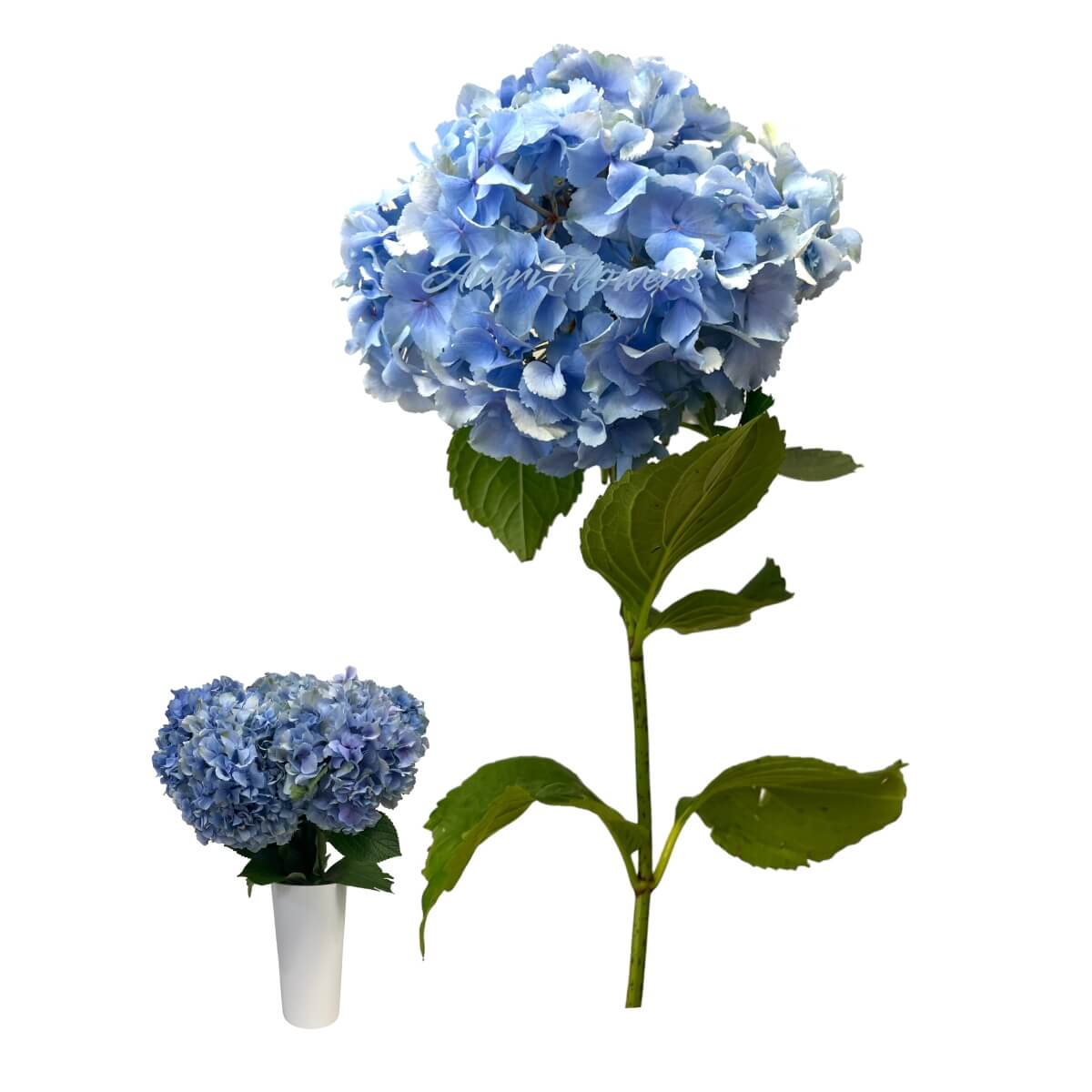 Hydrangea blue 60 -80 cm