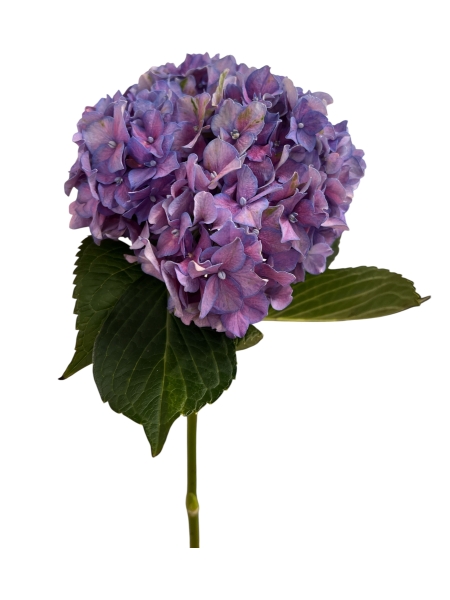 Hydrangea lilla