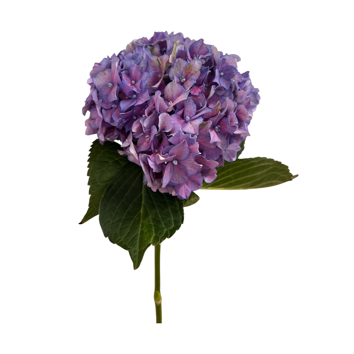 Hydrangea lilla